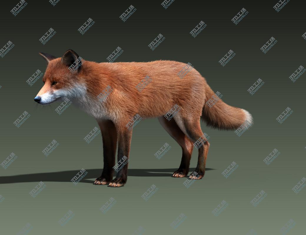 images/goods_img/2021040232/Red Fox(FUR)/4.jpg